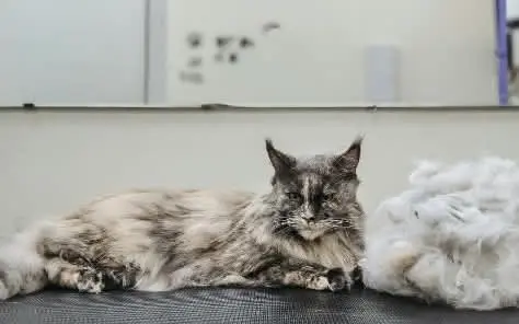 Кошка после вычёсывания